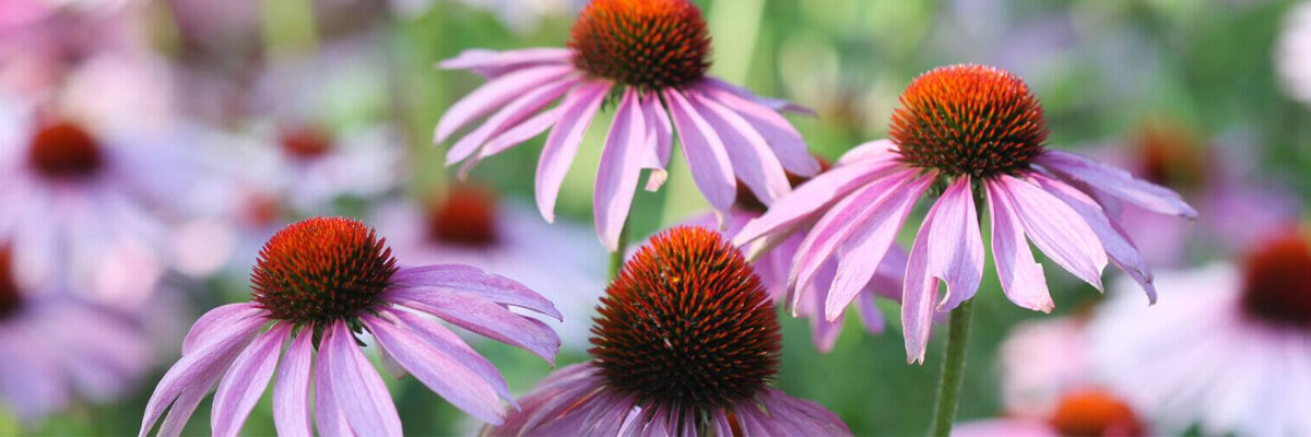 Bilinmeyenleriyle Ekinezya