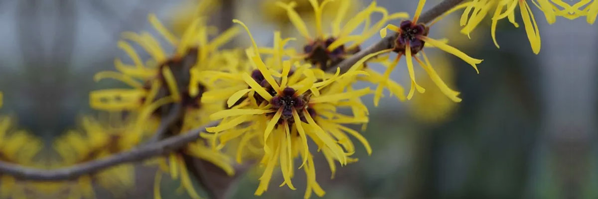 Cadı Fındığı Nedir? 