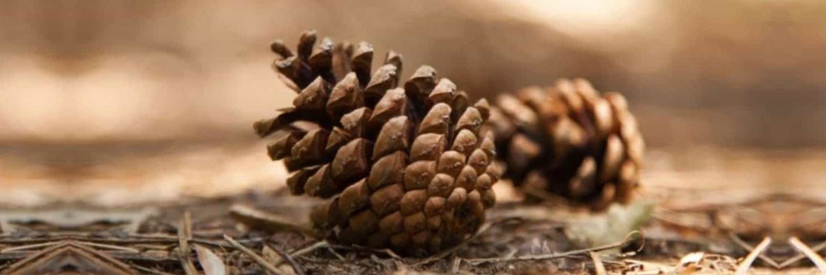 Kozalak Şurubu Nedir? Nasıl Kullanılır? Ne İşe Yarar?